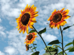 Тепловое истощение и судороги может вызвать сильная жара у волгодонцев