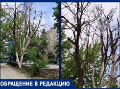 «Все в крестах»: сухое разлапистое дерево угрожает прохожим