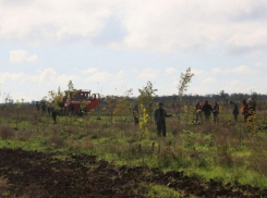 День древонасаждения пройдет в Волгодонске