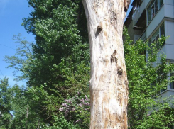 Уродливый деревянный огрызок портит вид одного из волгодонских дворов