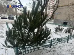 «Елкопад» в Волгодонске: как попрощаться с новогодним деревом и не получить штраф