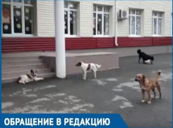 Бездомных собак стало еще больше, - возмущенная бездействием властей и окружающих волгодончанка