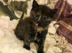 Маленький котенок с чудесным окрасом ищет дом в Волгодонске 