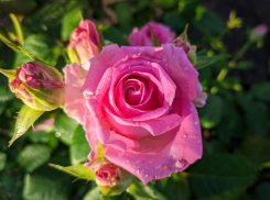 Небольшой дождь может обрушиться на Волгодонск сегодня 