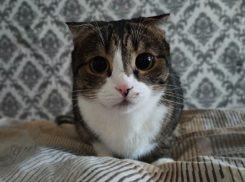 Для лохматых и пернатых: все необходимое для ваших питомцев в одном месте