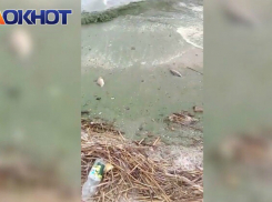 Зеленая вода и тухлая рыба на берегу Цимлянского водохранилища возмутила волгодонцев