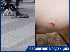 «Мою жену укусила собака»: волгодонец рассказал о нападении животных на площади Молодова