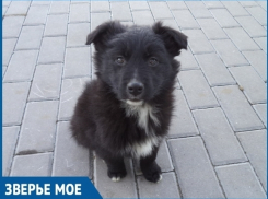 Вдруг морозы придут, а он остался совсем один, - обеспокоенные волгодонцы хотят помочь щенку найти дом