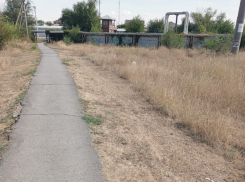 Cтая чипированных собак атаковала семью с ребенком на «тропе смерти» в Красном Яру 