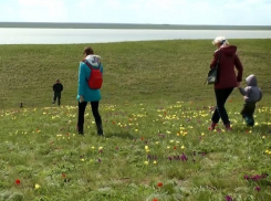Массовое цветение диких тюльпанов у озера Маныч снял на видео житель Волгодонска