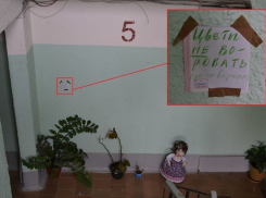 За воровство живых цветов с лестничной клетки волгодонцев пугают проклятием