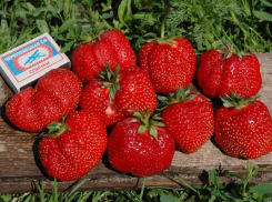 9 лучших сортов земляники для дачника