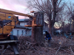 Аварийно-опасные деревья убрали в старой части Волгодонска