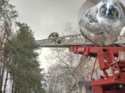 Ради выпавших из гнезда совят провели целую спасательную операцию в Волгодонске