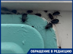 Полчища тараканов атаковали подъезд в Волгодонске  