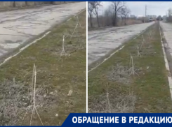 Вандалы сломали свежепосаженные тополя на Весенней в Волгодонске 