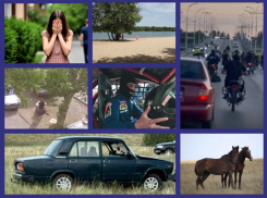 Желтый Банан, влюбленный жеребец, массовая драка в Романовской, незаконные торговцы с иностранным акцентом: итоги недели вместе с «Блокнотом Волгодонска»