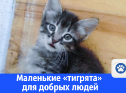 Маленькие «тигрята» для добрых людей