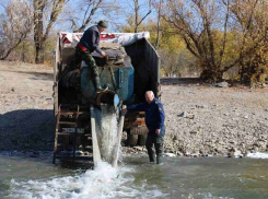 В Цимлянское водохранилище выпустили новое поколение сазанов