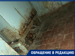 Забравшегося в электрощиток кота убило током, - волгодончанка