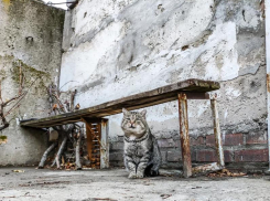 «Люди, не оставляйте нас на даче»: дачный сезон в Волгодонске подходит к концу