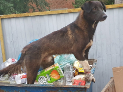 Волгодонск потратит на одну бездомную собаку более 13 тысяч рублей