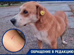 Одна и та же собака второй раз напала на ребенка в районе школы №1