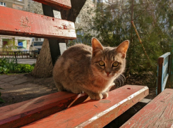 Комфортная весенняя погода ожидается в Волгодонске сегодня