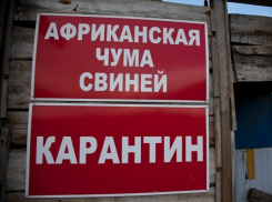 В Волгодонском районе ввели карантин по африканской чуме свиней