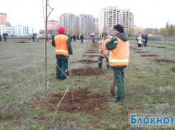 В парке «Молодежном» всего за час появилось 420 новых деревьев