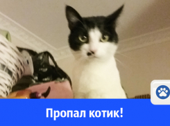 В Волгодонске разыскивают кота 