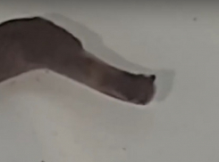 В Дубовском районе огромный слизень попал в кастрюлю из водопроводного крана