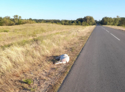 Свиная чума близко?: десятки дохлых свиней обнаружили под Цимлянском