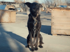 42 хвостика и 11 волонтеров: Центр временной передержки животных начал работу