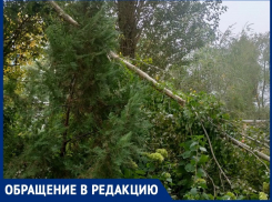 «Ждут судного момента»: волгодонцы рассказали о деревьях, которые могут убить детей