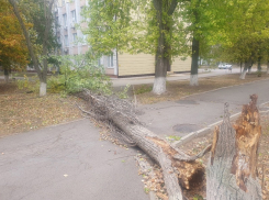 До 80 км/ч и выше: сильный ветер крушит и валит деревья по всему Волгодонску
