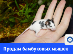 В Волгодонске за 50 рублей продают ручных бамбуковых мышек