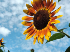 До +36 прогреется Волгодонск в среду