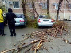 Рухнувшее под напором бури дерево побило автомобиль на Степной