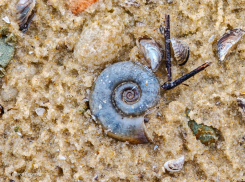 Раковину сидячеглазой улитки обнаружили на берегу Цимлянского водохранилища 