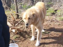 Живодеры привязали и приговорили к смерти породистого алабая под Волгодонском 