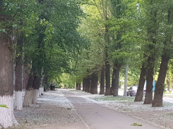 Назойливый тополиный пух доставляет неприятности волгодонцам