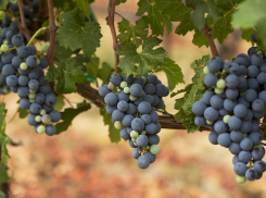 Ключевого поставщика винограда для «Цимлянских вин» признали банкротом