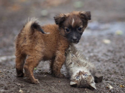 Живодер из Волгодонска оказался на свободе и уже жестоко расправился над новыми жертвами
