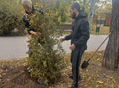 Безработные волгодонцы за деньги высадили деревья и кустарники в парке Победы