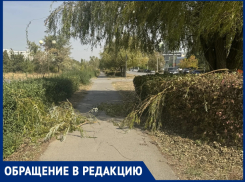 Ветер прошелся по Волгодонску: горожане хотят знать, когда уберут с тротуаров упавшие ветви