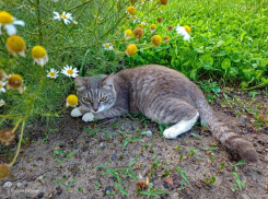 Сегодня в Волгодонске будет пасмурно