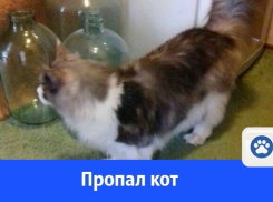 В Волгодонске пропал породистый кот