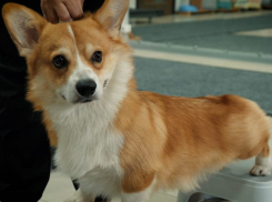 Кому помогает кинолог, или как научить собаку понимать себя с полуслова