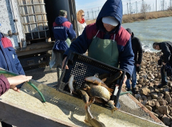 Сотням карпов устроили спуск с «водяной горки» в Цимлянское водохранилище